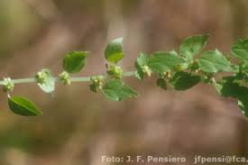 Image result for Parietaria debilis