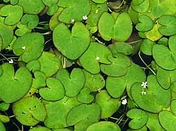 Image result for Nymphoides thunbergiana