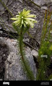 Image result for Erica microdonta