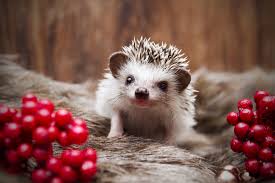 8 Things To Know Before Bringing A Hedgehog Home Mystart