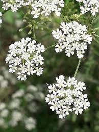 Image result for Conium