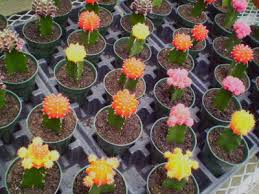 I have been growing hylocereus undatus for 40 years and its has been in the last 3 years that it has fruited with 5 x 4 inch red fruits & flesh white with small black seeds and i believe that this plant does not. Plants Are The Strangest People Unsung Hero Hylocereus Undatus