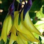 Image result for Crotalaria laburnifolia
