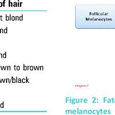 The Fischer Saller Scale To Determine The Shades Of Hair
