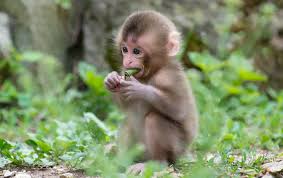 Image result for ‫میمون بانمک خوشگل‬‎