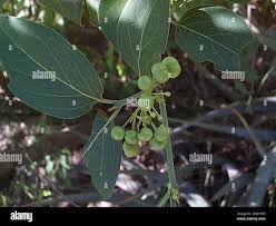 Image result for Afrocanthium mundianum