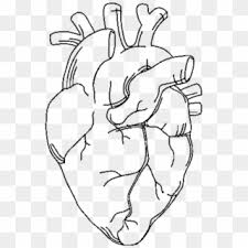 Check spelling or type a new query. Heart Drawing Png Transparent For Free Download Pngfind