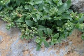 Image result for Polycarpon