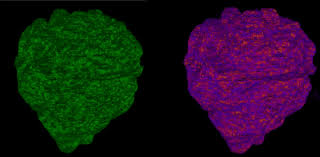 Etch a Cell » About — Zooniverse