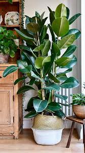 Image result for Ficus elastica