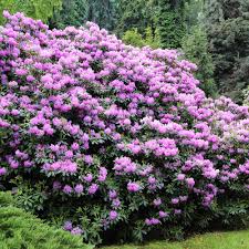 You can help with that by trimming off the first. Lavender Rhododendrons For Sale Brighterblooms Com
