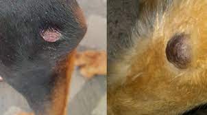 Lumps And Bumps Vet Tails