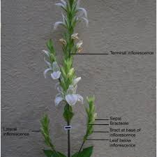 Image result for Agelanthus patelii