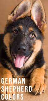 german shepherd colors what do different colors mean for