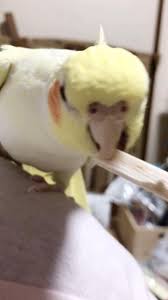 オカメインコ ウロコインコ おしゃれまとめの人気アイデア pinterest オカメインコとウロコインコと飼い主 動画 ウロコインコ オカメインコ