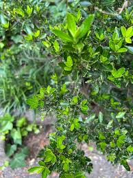 Image result for Vepris whitei