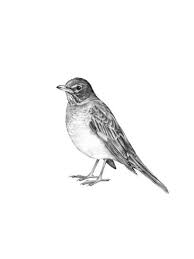 Black Bird With Blue Neck Michigan American Robin Robin Bird Tattoos Birds Tattoo Robin Drawing