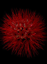 Image result for Combretum constrictum