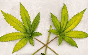 10 Marijuana Leaf Problems And How To Fix Them
