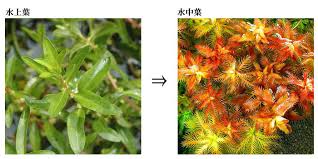 水草の水上葉と水中葉の違いや特徴 それぞれにメリットが