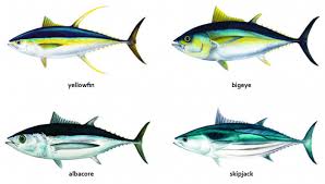 Fisheries In The Pacific Overview Of Tuna Fisheries Stock