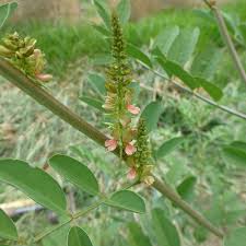 Image result for Indigofera antunesiana