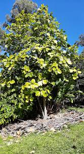 Image result for Trilepisium madagascariense