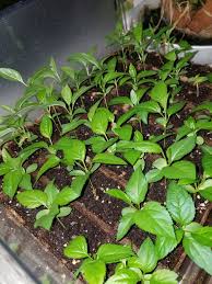 Maybe you would like to learn more about one of these? Apple Seed Start Success What Worked For Me General Fruit Growing Growing Fruit