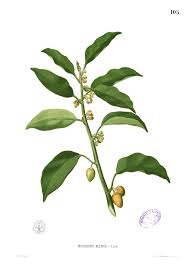 Khasiat buah pisang untuk kesuburan pria. Tanjung Pohon Wikipedia Bahasa Indonesia Ensiklopedia Bebas