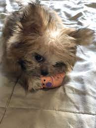 Find local mi ki puppies for sale and dogs for adoption near you. Mi Ki Puppies For Sale In Nj The Y Guide