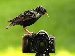 Pin On Animales Con Camaras De Fotos