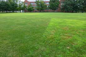 Lawn Crabgrass Control
