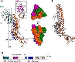 Inhibitors of SARS-CoV-2 Entry: Current and Future Opportunities