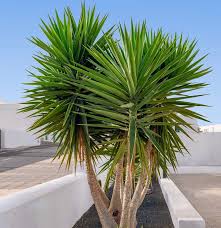 Image result for Yucca