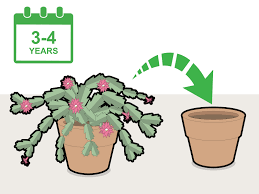 Why won't my christmas cactus bloom? How To Prune A Christmas Cactus 12 Steps With Pictures