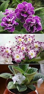 каталог комнатных комнатные цветы фото и названия и уход за ними Komnatnye Rasteniya I Uhod Za Nimi Afrikanskaya Fialka Komnatnye Rasteniya Vyrashivanie Cvetov