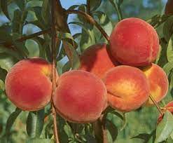 Check spelling or type a new query. Loring Peach Peach Trees Stark Bro S