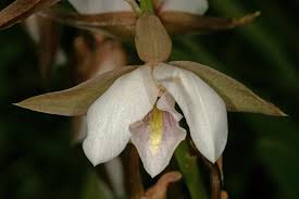 Image result for Eulophia ovalis