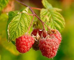 Image result for Rubus steudneri