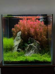 Low Tech Vibrant Nano Cube Uk Aquatic Plant Society In 2021 Aquarium Landscape Fish Tank Plants Nano Aquarium