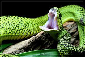 I M Not A People Person By Bpfischer On Deviantart Animals Beautiful Animals Beautiful Snakes