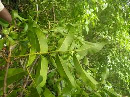 Image result for Stadmannia oppositifolia