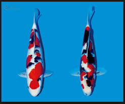 Maybe you would like to learn more about one of these? Mengetahui Jenis Warna Pola Pada Koi Showa Sanshoku
