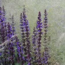 We Love The Effect Of This Nebulous Haze Of Agrostis Nebulosa Surrounding Salvia Ostfriesland From S Hockenhull Tatton Park Flower Show Salvia Flower Show