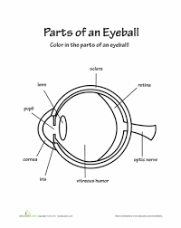 Parts Of An Eye Worksheet Education Com Parts Of An Eye 6th Grade Science Human Eye Diagram