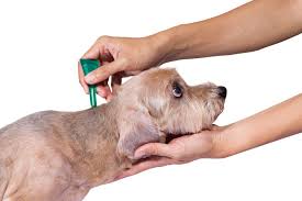 Preparat na kleszcze dla psa - jak wybrać skuteczny środek?