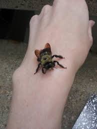 Drop us a line in the comments below. No Pregnant Spiders Today Have Some Bees Album On Imgur
