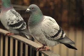 Home Remedies How To Get Rid Of Pigeons Hunker Get Rid Of Pigeons Pigeon Repellent Pigeon