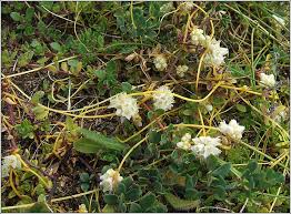 Image result for Cuscuta planiflora