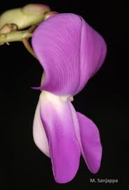 Image result for Sphenostylis